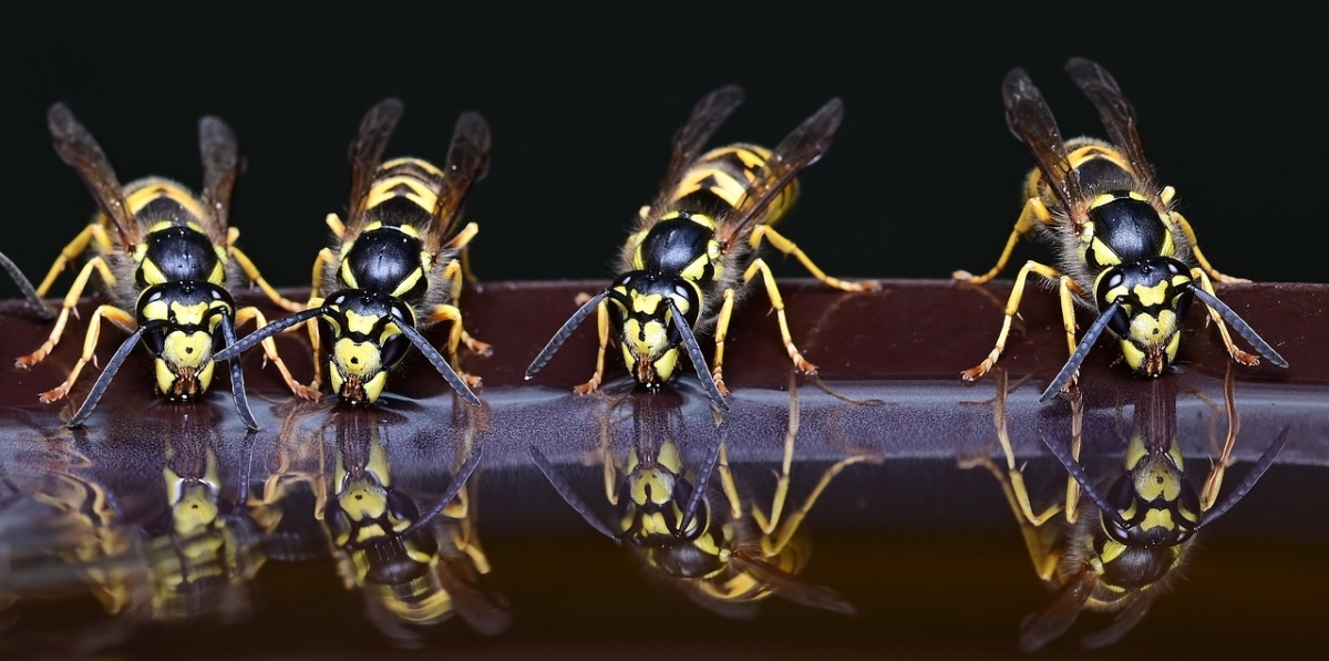 Слънцето грее масата е подредена а в чинията ви мирише