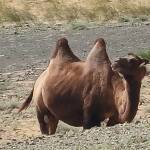 Камила в пустинята Гоби