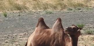 Камила в пустинята Гоби