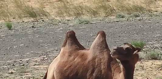 Камила в пустинята Гоби