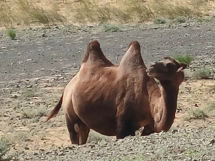 Камила в пустинята Гоби