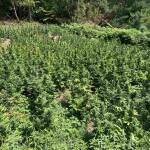 Канабисовите ниви