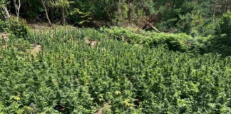 Канабисовите ниви