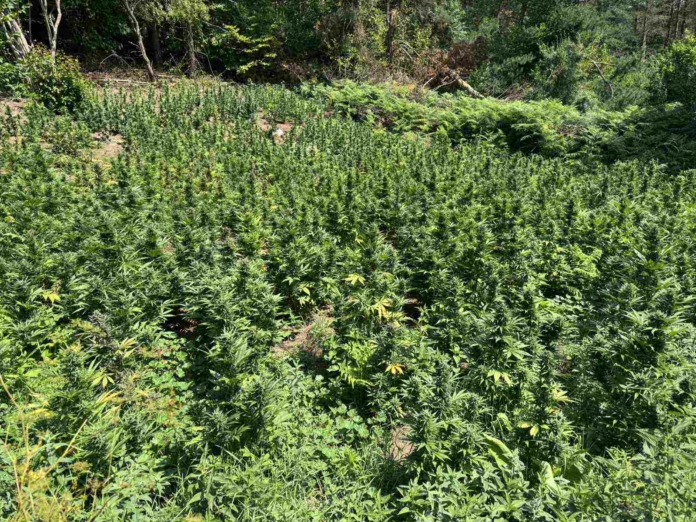 Канабисовите ниви Канабисовите ниви