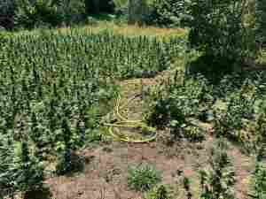 Канабисовите ниви