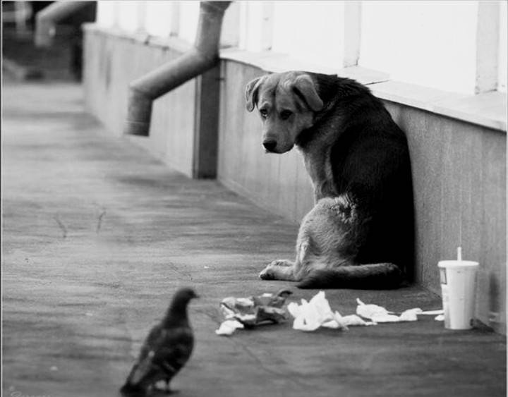 Обществен гняв се надига след жестоко убийство на куче в