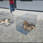 Първи резултати от приюта в Горна Оряховица: 39 кучета – всички с паразити Кучета