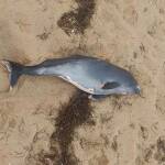 Мъртъв делфин на плаж „Златна рибка“ шокира летовници Мъртъв делфин