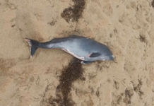 Мъртъв делфин на плаж „Златна рибка“ шокира летовници Мъртъв делфин