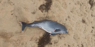 Мъртъв делфин