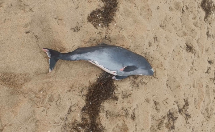 Мъртъв делфин