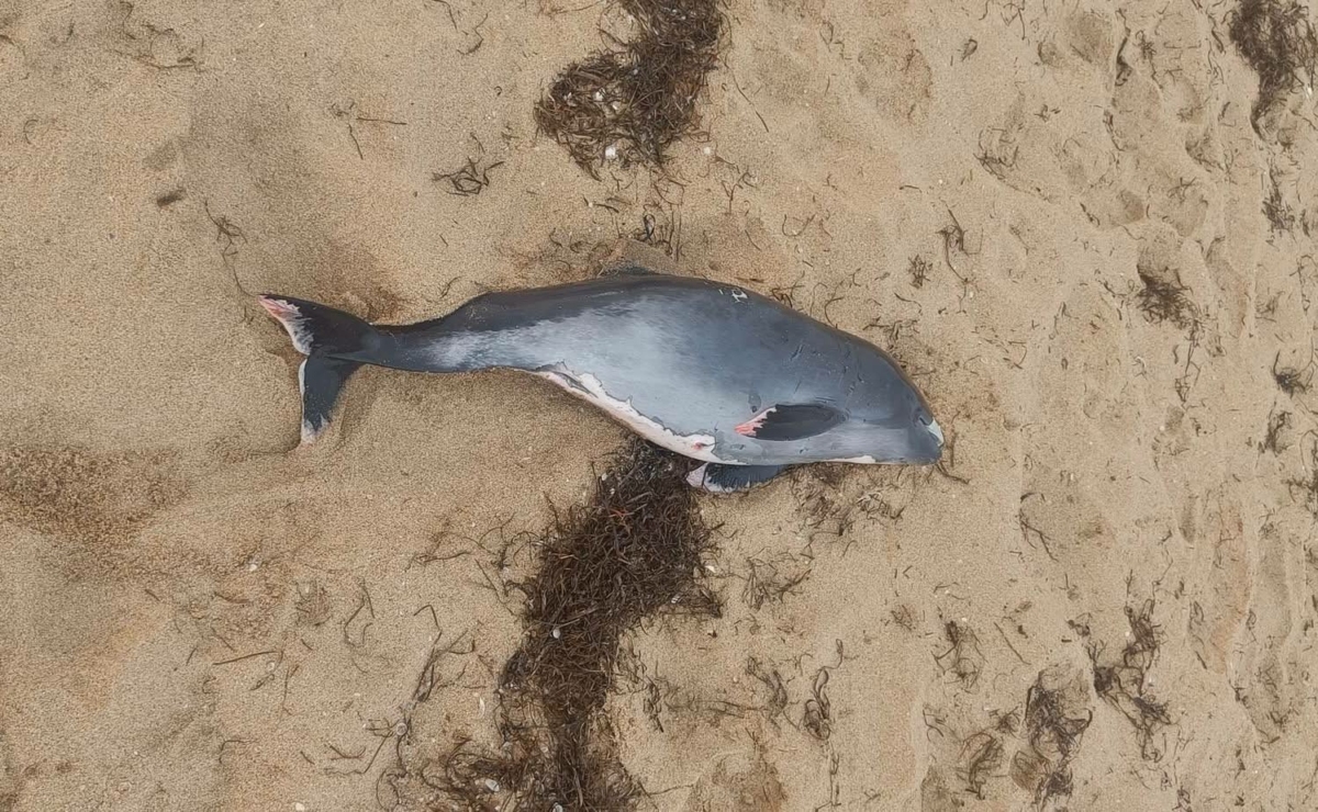 Ужасяваща находка разтърси плажуващите на На плажа бе открит
