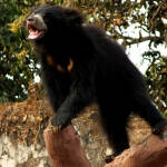 Живот с мързеливия мечок, който плаши тигрите Мечка ленивец