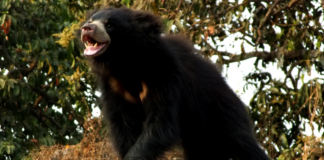 Мечка ленивец