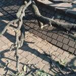 Падналият клон