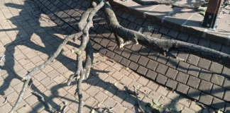 Падналият клон