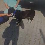 Кучето от Лесидрен спасено и предадено на ветеринар след влаченето Влаченото куче в с. Лесидрен. Снимка: МВР