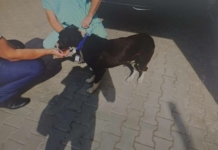 Кучето от Лесидрен спасено и предадено на ветеринар след влаченето Влаченото куче в с. Лесидрен. Снимка: МВР