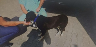 Влаченото куче в с. Лесидрен. Снимка: МВР