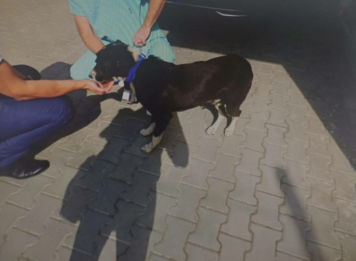 Полицейски служители от предадоха днес на ветеринарни специалисти кучето от
