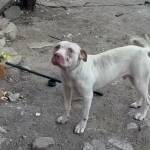 Питбулът в Бургас