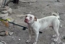 Питбулът от „Меден Рудник“ е прибран в приют след агресивни прояви Питбулът в Бургас