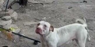 Питбулът в Бургас