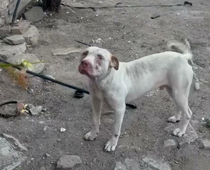 Питбулът от „Меден Рудник“ е прибран в приют след агресивни прояви Питбулът в Бургас