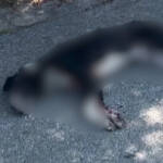 Пострадало куче