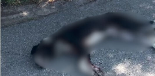 Пострадало куче