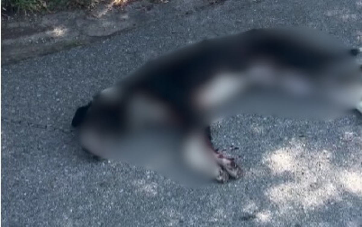 Мъж от ловешкото село Лесидрен е задържан за проявена жестокост