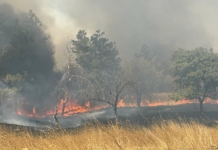 Пожарът в „Лозниците“ се разраства – включват се екипи от три общини Пожар край Българово