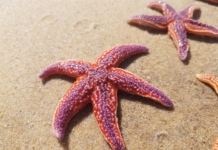 морски звезди, морска звезда