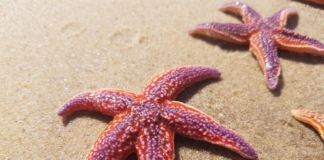 морски звезди, морска звезда