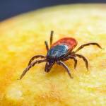 Втори случай на марсилска треска в Монтанско Ухапване от кърлеж