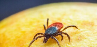 Ухапване от кърлеж