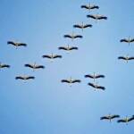 Щъркели създадоха невиждан природен спектакъл в Тополовград Щъркели