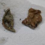 Гнусна находка в детски сок: Майка от Видин алармира за опасност Гнусна находка в сок.