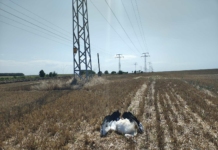 Трагедия край Вълчи дол