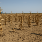 Унищожена реколта от царевица