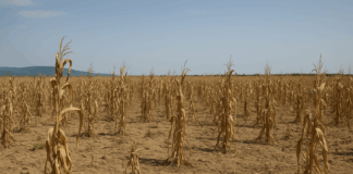 Унищожена реколта от царевица