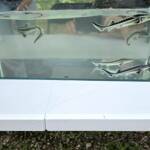 WWF пусна 6500 руски есетри в Дунав Зарибяване с есетри