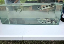 Зарибяване с есетри