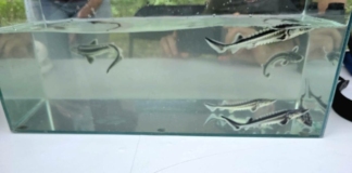 Зарибяване с есетри