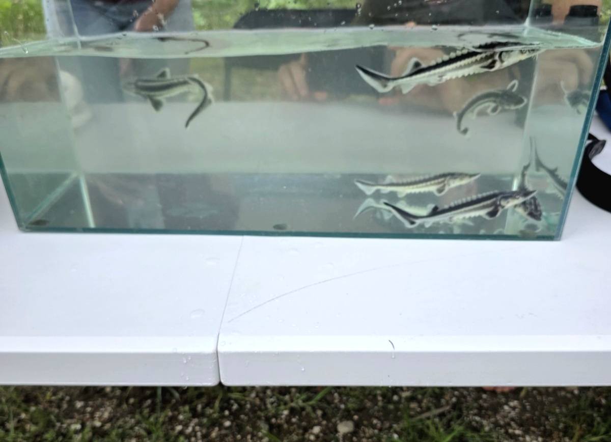 Нов живот за Дунав
Обнадеждаващи новини за природозащитата на 31 юли