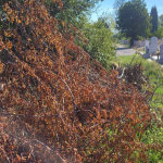 Жители на Бургас възмутени от състоянието на Гробищния парк! За какво ще плащаме още 8 заплати? Състоянието на Гробищния парк в Бургас