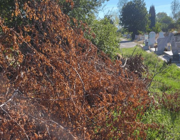 Състоянието на Гробищния парк в Бургас