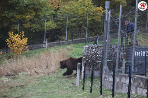 Двете нови мечки в парка