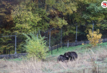 Две мечки от Украйна намериха нов дом в парк за мечки Белица Двете нови мечки в парка
