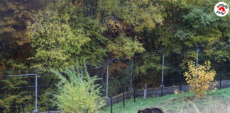 Двете нови мечки в парка